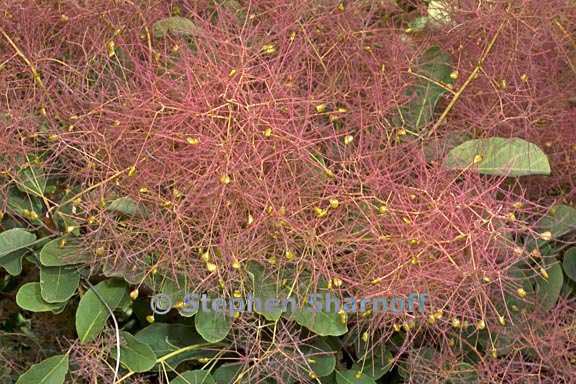 cotinus coggygria 3 graphic